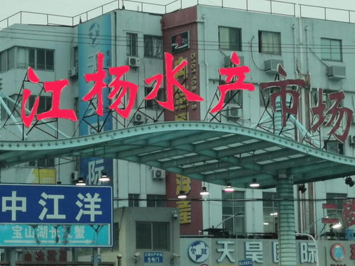 中國國際水產(chǎn)博覽會(huì)走進(jìn)上海江楊水產(chǎn)市場(chǎng)與廈門商貿(mào)合作新篇章